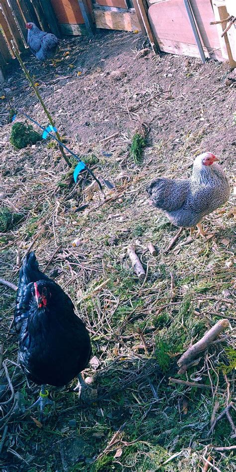 Des Poules Pour Réduire Nos Déchets Magalie Avec Un E