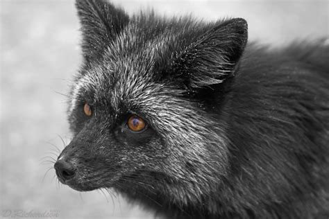 The Black Fox | This was certainly the highlight of our trip… | Flickr