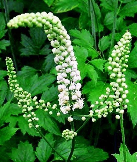 Black Cohosh for Menopause | Folk Medicine Remedies and Cures