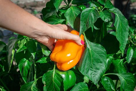 When To Pick Bell Peppers The Best Time For Harvesting The Plant Bible