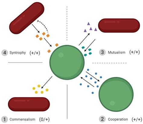 Frontiers Understanding The Mechanisms Of Positive Microbial