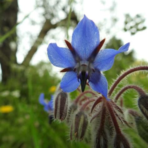 Borago Officinalis Boraginaceae