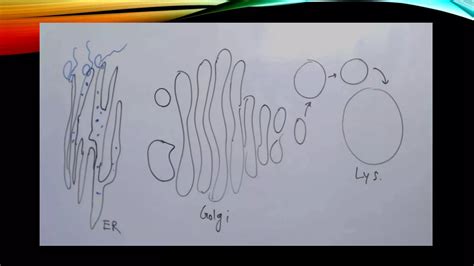 Protein Sorting And Transport To Lysosomes Ppt