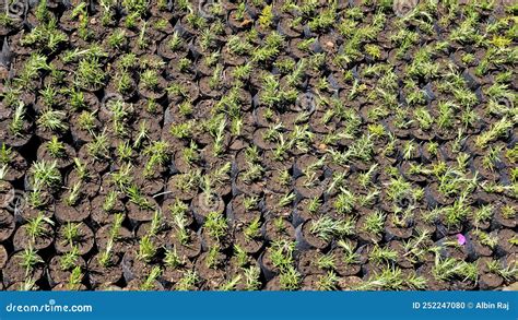 Plant Saplings Of Rosmarinus Officinalis Also Known As Rosemary