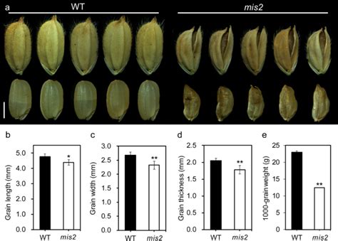 Mini Seed 2 Mis2 Encodes A Receptor Like Kinase That Controls Grain Size And Shape In Rice Rice