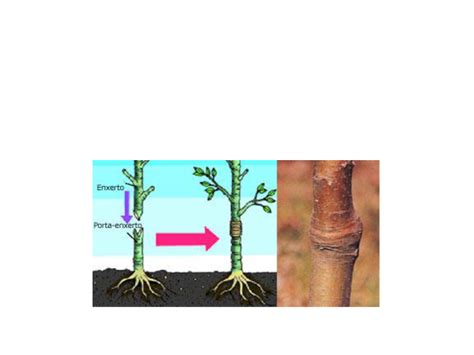 Reprodução Assexuada Em Plantas