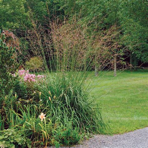 Tall Purple Moor Grass Fine Gardening