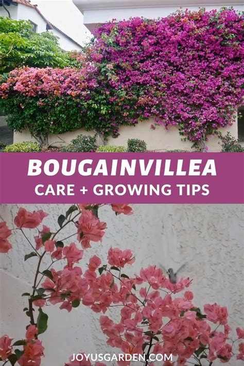 Bougainvillea Care Growing Tips For This Flowering Machine Artofit