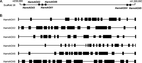 Schematic Representation Of Harmaox1 6 Genomic Organization The Download Scientific Diagram