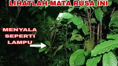 Akhir Nya Ketemu Juga Rusa Yang Minum Air Garam Yang Saya Pasang Youtube