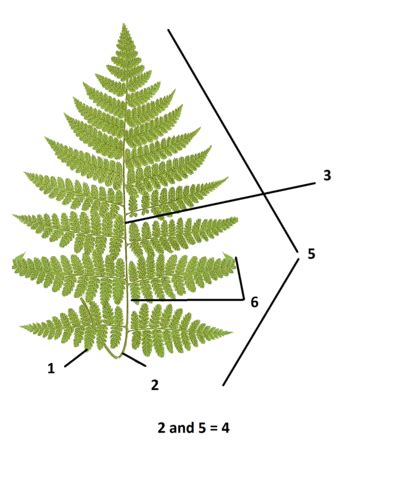 Fern Morphology Life Cycle Flashcards Quizlet