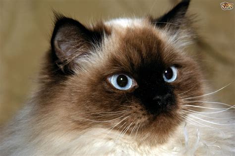 Himalayan Cats Breed Information Temperament Size And Price