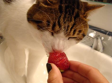 My Cat Likes Strawberries Cats