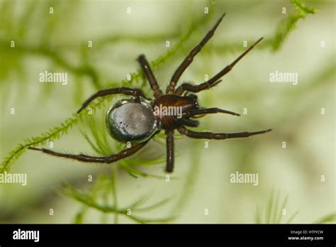 Diving bell spider Stock Photo - Alamy