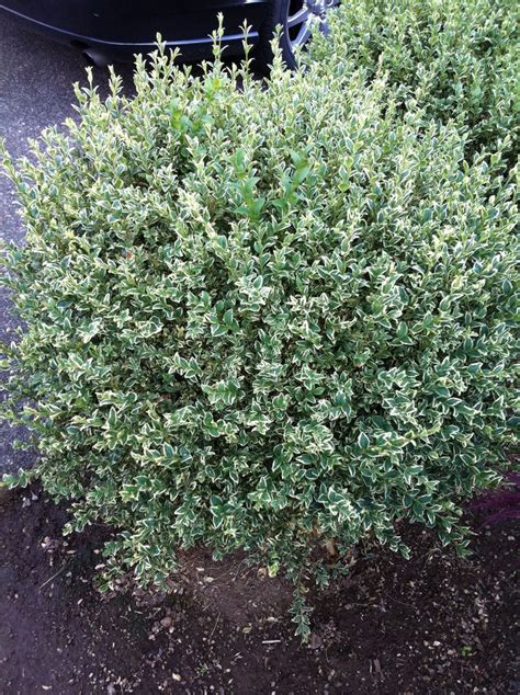 Beautiful Privacy Shrub Shrubs For Privacy Outdoor Gardens Privacy