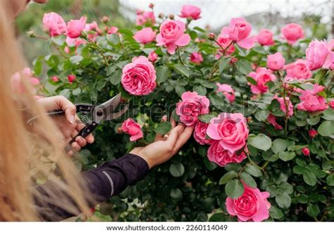 Leonardo Da Vinci Pink Rose Blooming Stock Photo Shutterstock