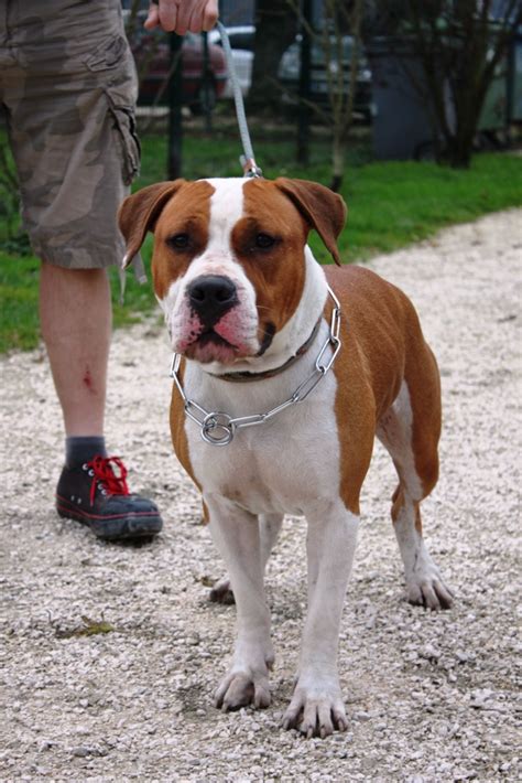 Apagi Bully Chien American Staffordshire Terrier La Robe Blanc Et