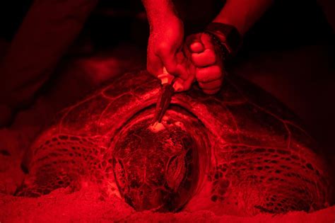 Los Esfuerzos Por Conservar Las Tortugas Marinas Verdes En El Santuario