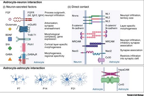 Astrocyte Morphology Trends In Cell Biology