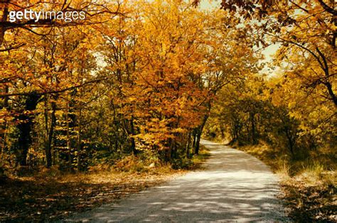 Country Road In Autumn