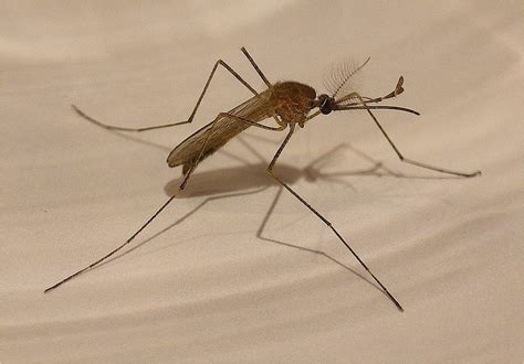 Scientists engineer mosquitoes that could stop malaria spread