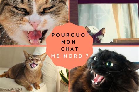 Pourquoi Mon Chat Me Mord Chat Qui Mord Causes Et Solutions