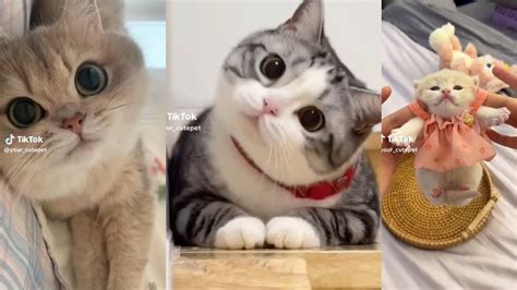 Best Tiktok Cute Cats Compilation 2024 ️ ️🔥 Youtube