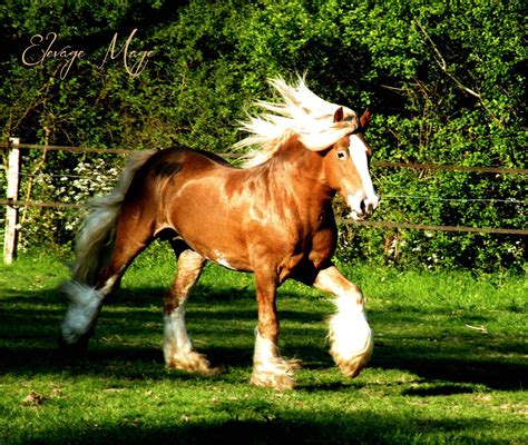 Résultat De Recherche Dimages Pour Irish Cob Cheval