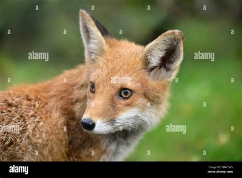 Red Fox Portrait Stock Photo Alamy