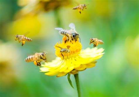 Bee Symbolism And Meaning Totem Spirit And Omens World Birds