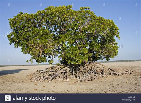 Red Mangroves Prop Roots Hi Res Stock Photography And Images Alamy