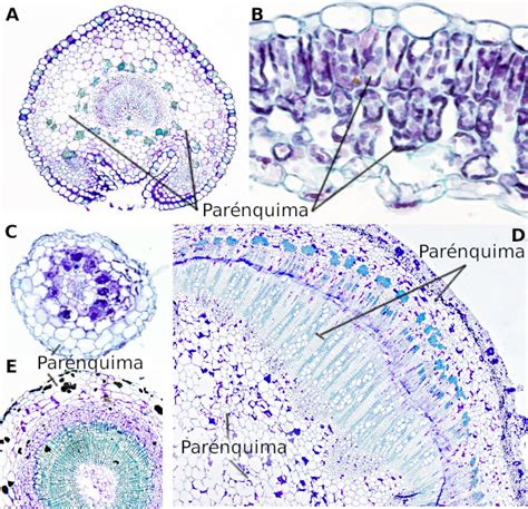 Parênquima Amilífero - Tejidos vegetales. Parénquima. Atlas de Histología Vegetal y Animal
