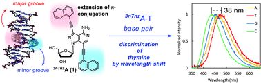 A Fluorescent Bis Naphthalen Ylethynylated Deoxyadenosine