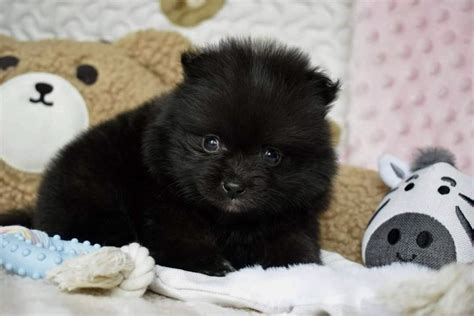 Pomeranian Dziewczynka Czarna Szpic Miniaturowy Grodk W Olx Pl