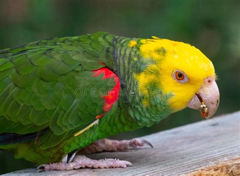 Green and yellow parrot stock photo. Image of eating - 197994810