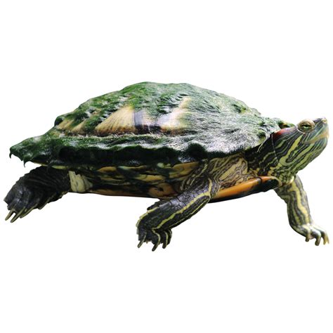 Red Eared Brazilian Slider Turtle Trachemys Scripta Isolated On