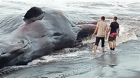 Paus Sepanjang 17 Meter Terdampar Di Pantai Menang Bali Begini