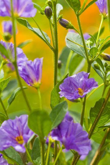 Blue Potato Bush Lycianthes Rantonnetii Called Editorial Stock Photo