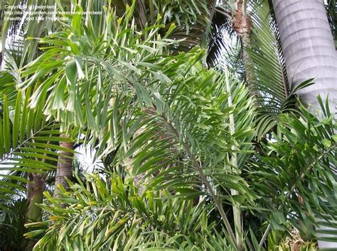 Plantfiles Pictures Normanbya Species Black Palm Queensland Black