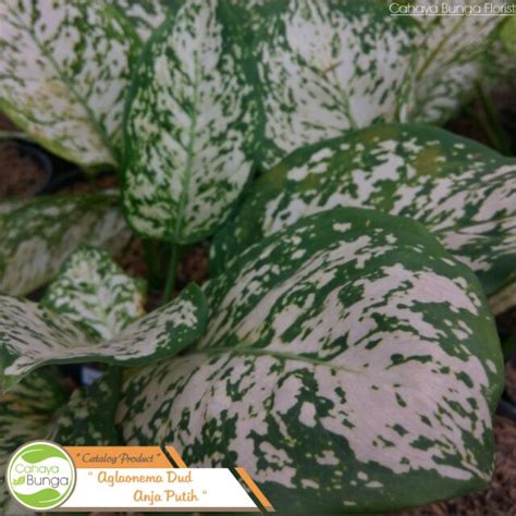 Best Tanaman Hias Daun Aglaonema Putih Pins