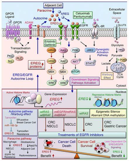 The Role Of EREG EGFR Pathway In Tumor Progression Encyclopedia MDPI