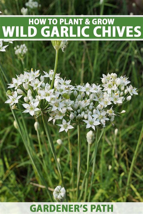 How To Plant And Grow Wild Garlic Chives In The Garden Gardeners Path