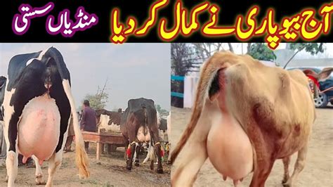 Cow Fresh Rates Update At Malumor Mandi Jhang 2023 Janwar Pk YouTube