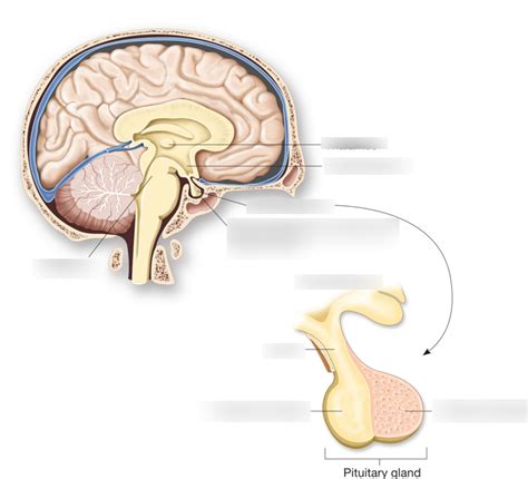 Hypothalamic Pituitary Axis Diagram Quizlet