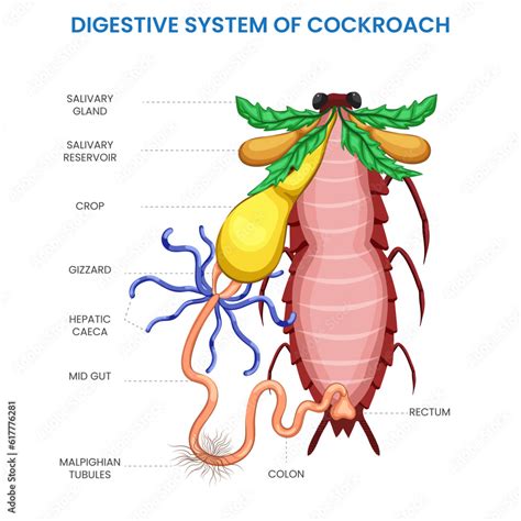 The Digestive System Of A Cockroach Comprises Specialized Structures