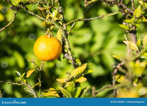 Bergamot fruit stock photo. Image of vegetarian, citrus - 55135584