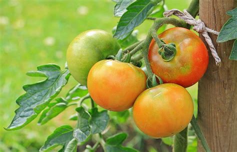 How To Control Tuta Absoluta In Tomatoes Even If Youre Not An Expert