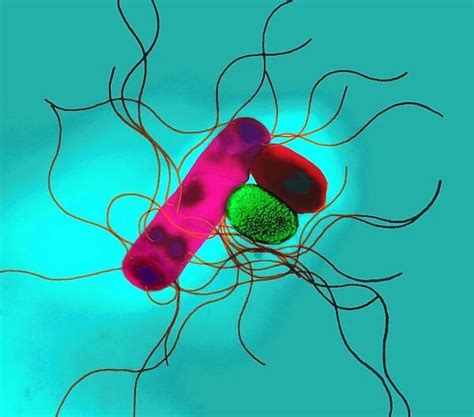 Proteus bacteria. Coloured transmission electron micrograph