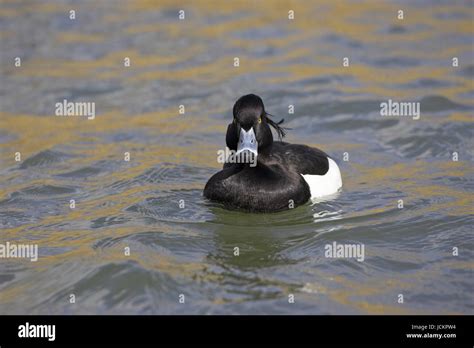 Tufted Duck Aythya Fuligula Male Radipole Lake RSPB Nature Reserve