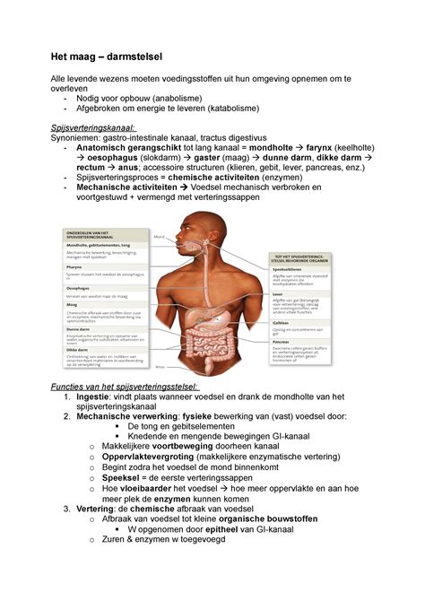 Het Maag Darmstelsel Samenvatting Maag Darm Stelsel Het Maag